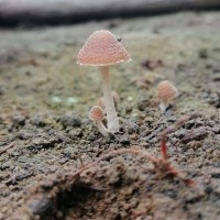 Psathyrella sp1